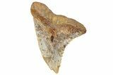 Fossil Shark Tooth (Hemipristis) - Angola #259457-1